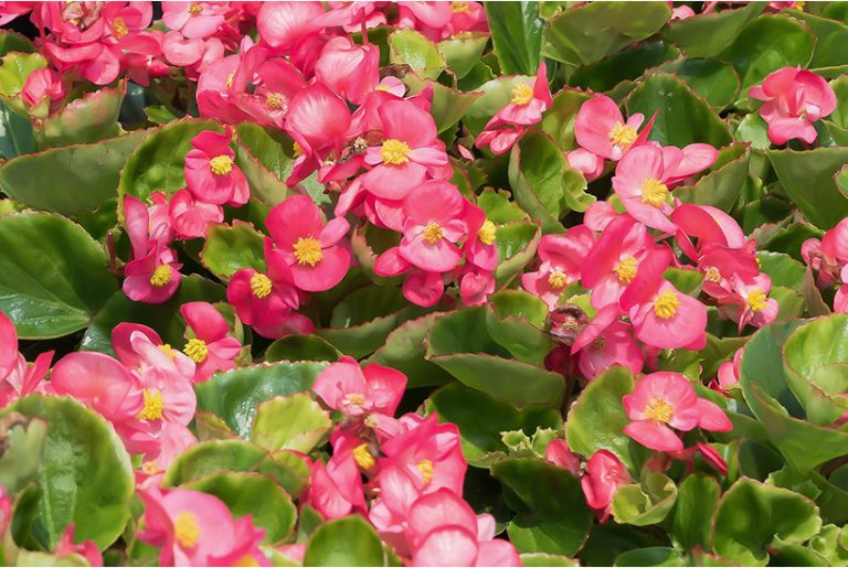 Starting begonias from seed indoors A complete how to guide