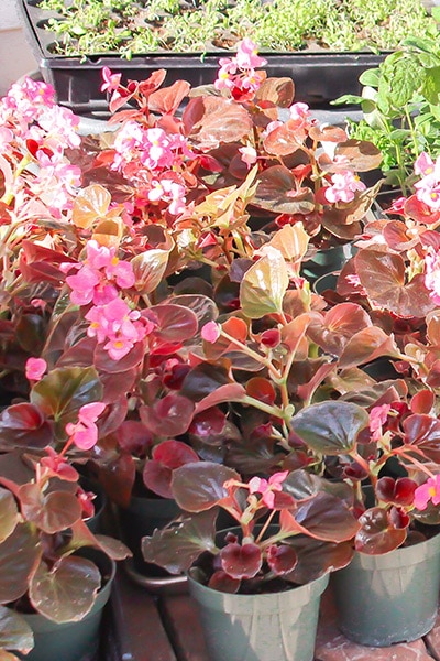 Small pots of fibrous begonias ready to be planted.