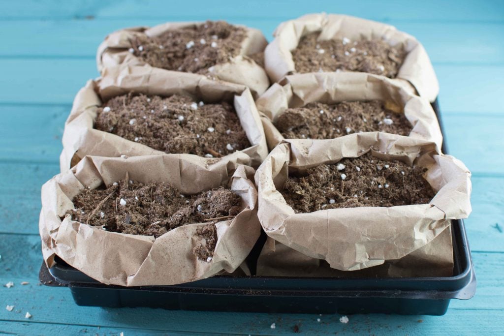 Starting begonias from seed indoors A complete how to guide