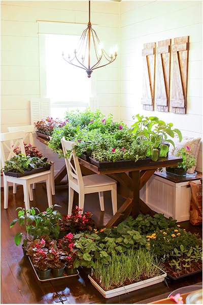 Flats of indoor grown flowers for spring planting, covering the dining room table, chairs and floor.
