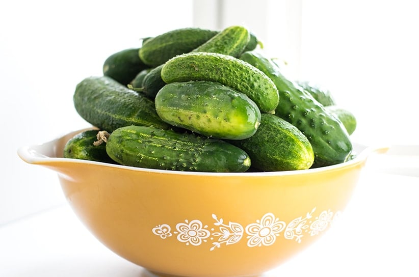 freshly picked pickling cucumbers from the garden