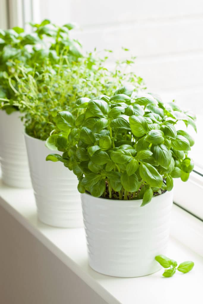 The 10 Best Herbs To Grow Indoors The 10 Best Herbs To Grow Indoors on {keyword}