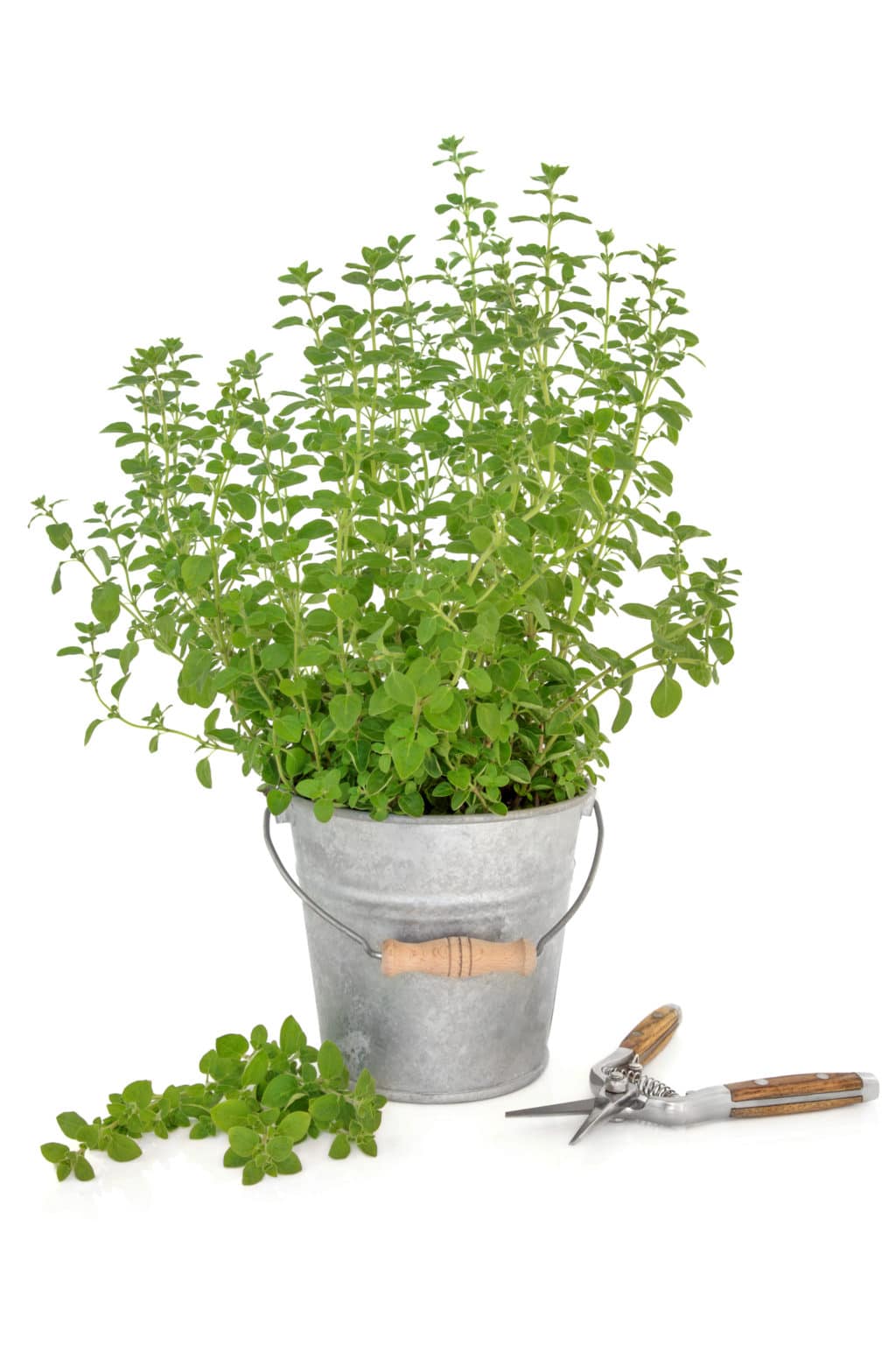 An oregano plant in a pot, with a small set of pruners on the table beside it.