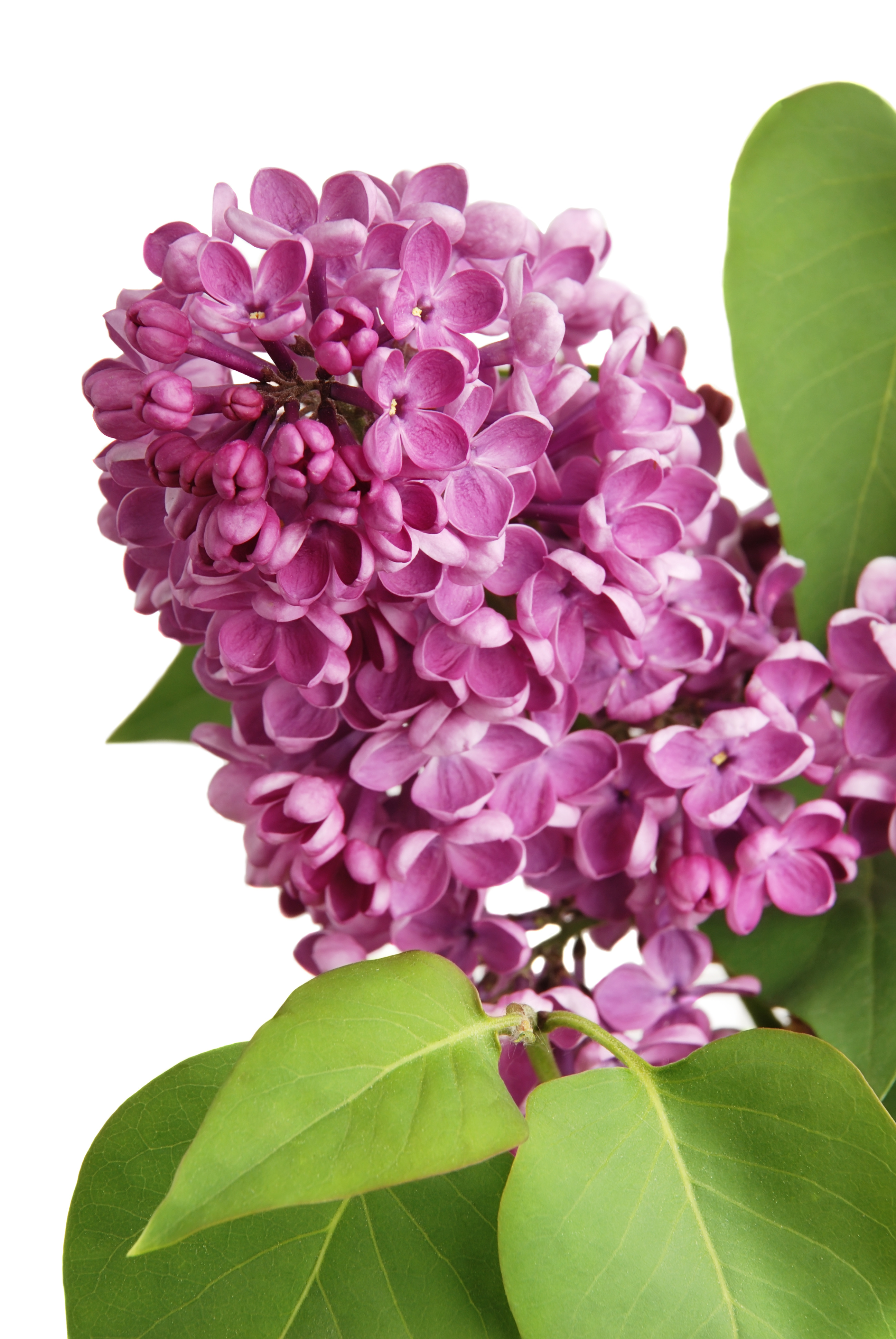 Flowers To Make House Smell Good at Marilou Williams blog