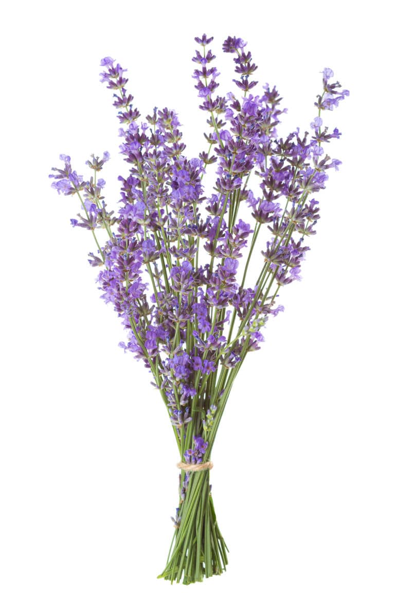 6 Helpful Flowers For The Vegetable Garden - Easy to Grow