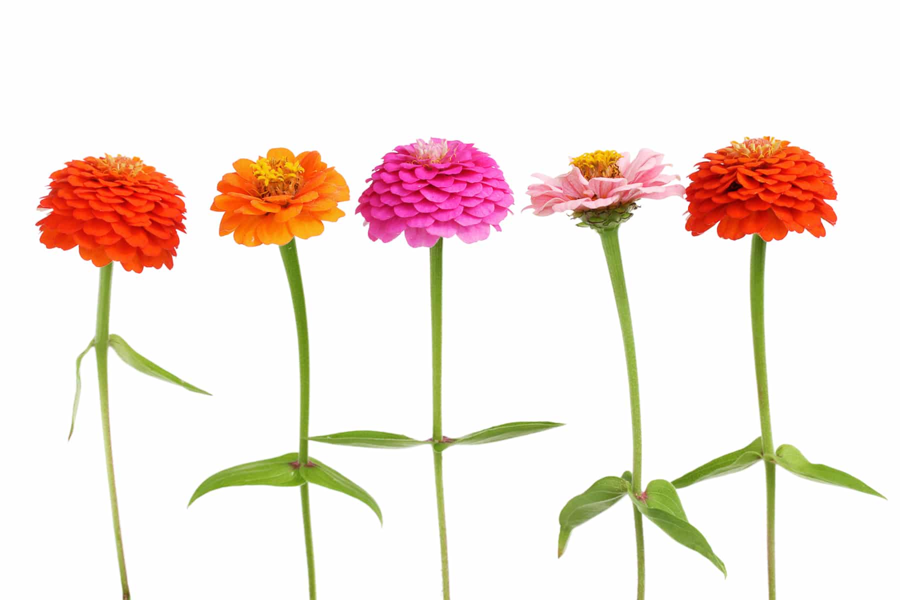 Five blooming flowers on single stems.