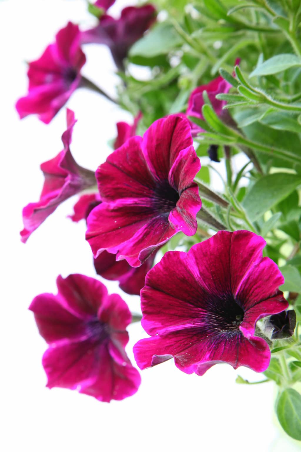 12 Easiest Flowers To Grow From Seed (2022)