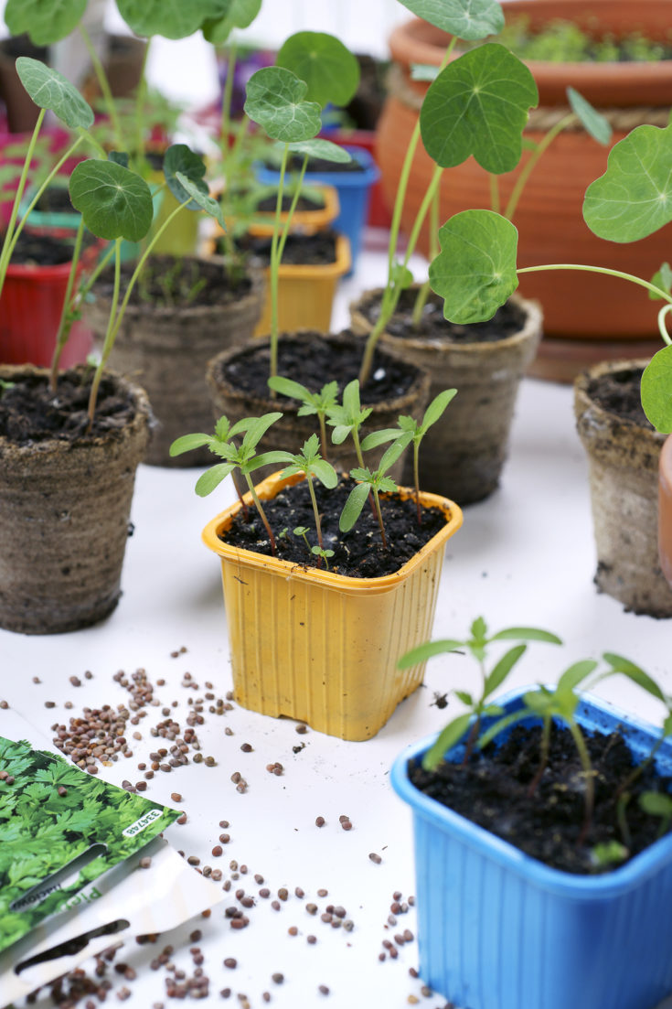 12 Easiest Flowers To Grow From Seed (2022)