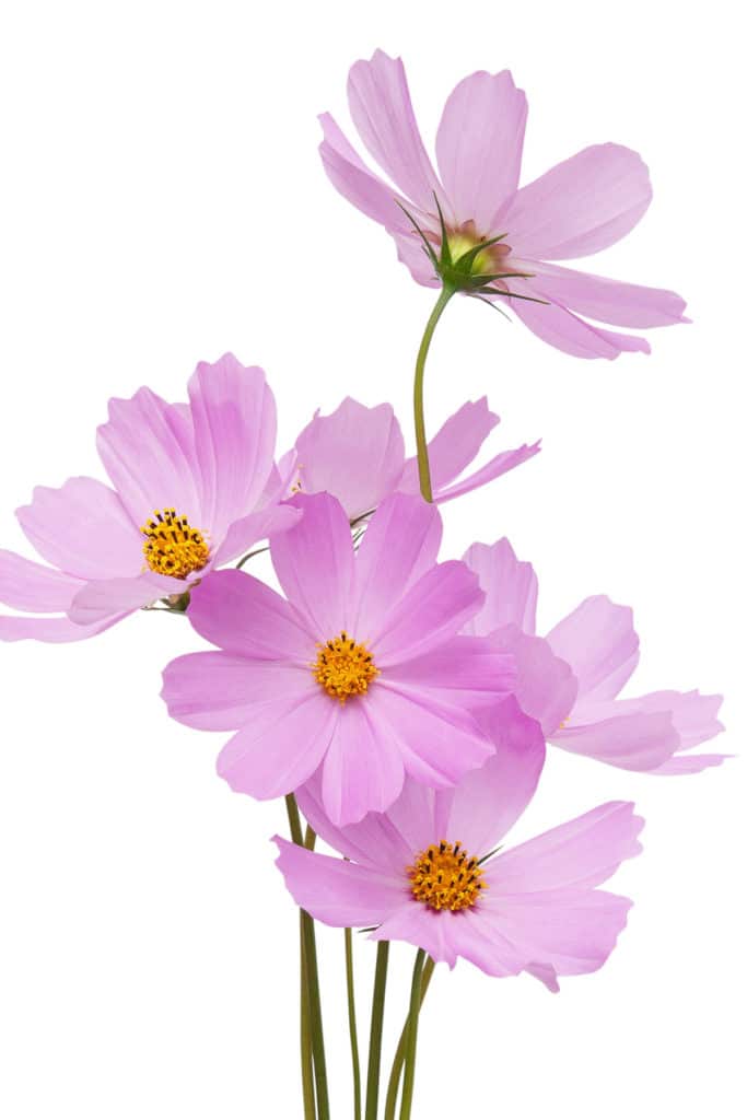 12 Easiest Flowers To Grow From Seed (2022)