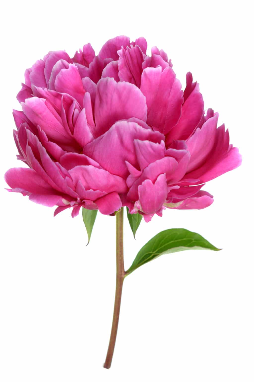 The Best Smelling Flowers A Garden Scent Guide