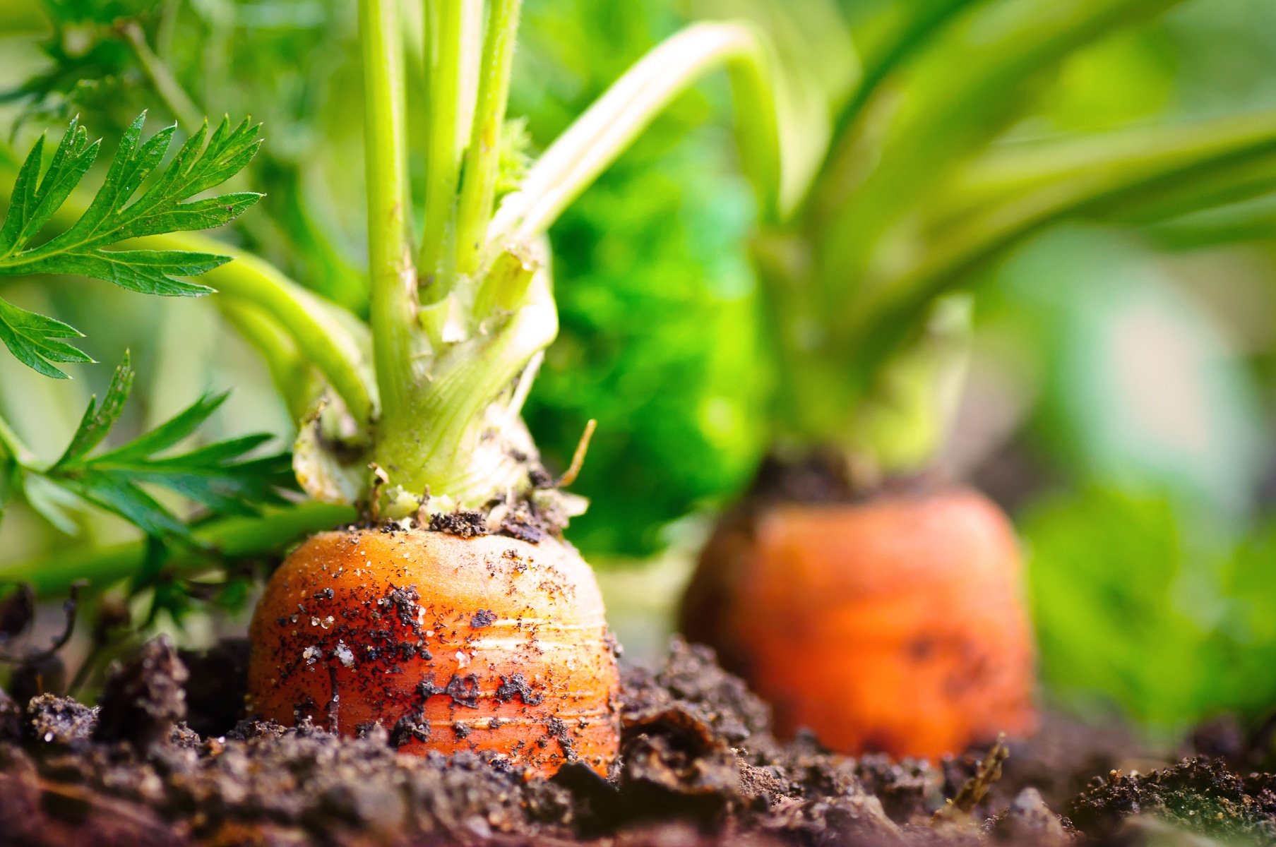Close up photo of carrots tops poking out of the ground.
