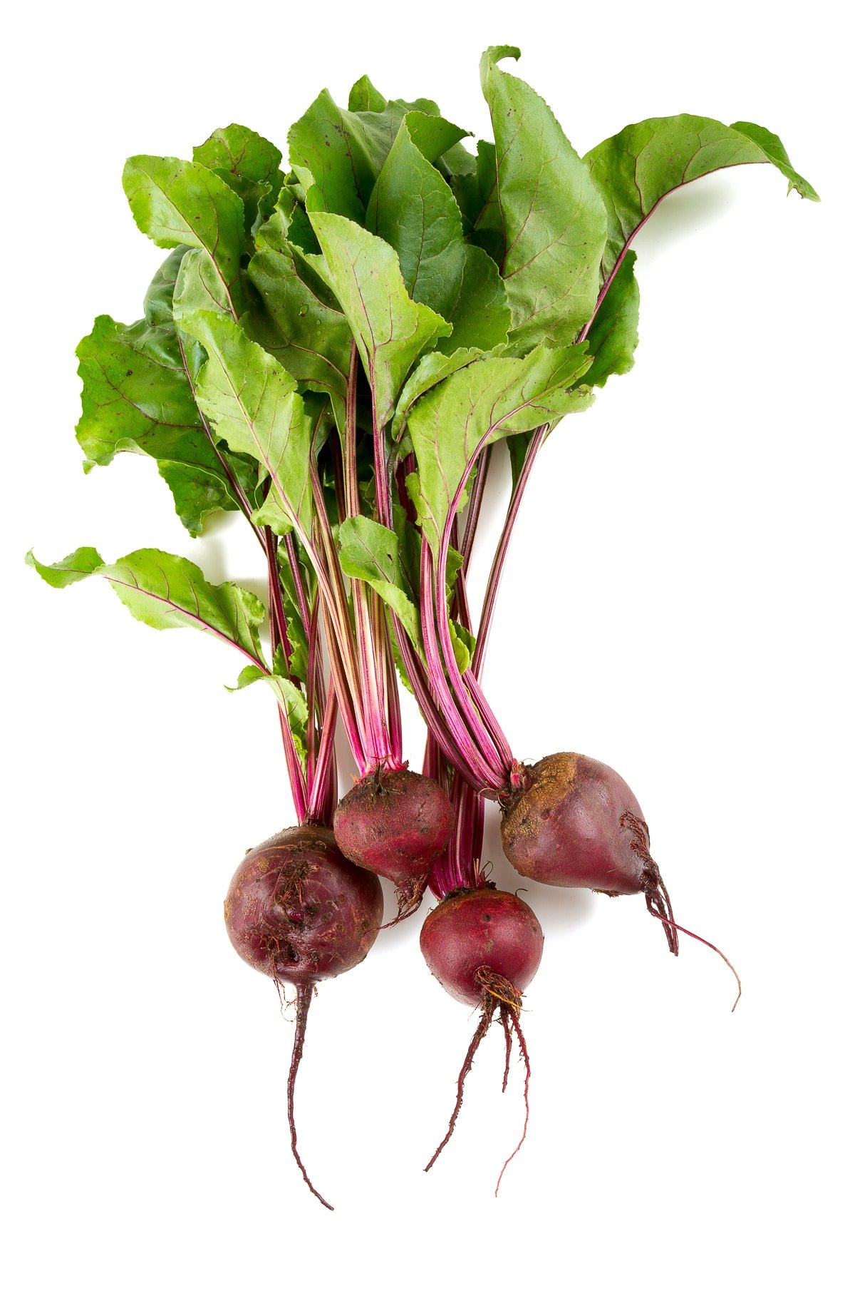 Freshly picked beets bundled together.
