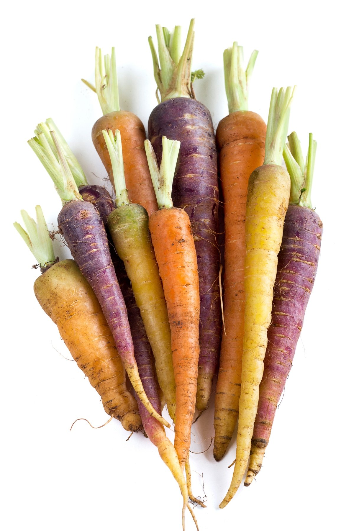 Colorful carrots freshly pulled from the garden with tops snipped.