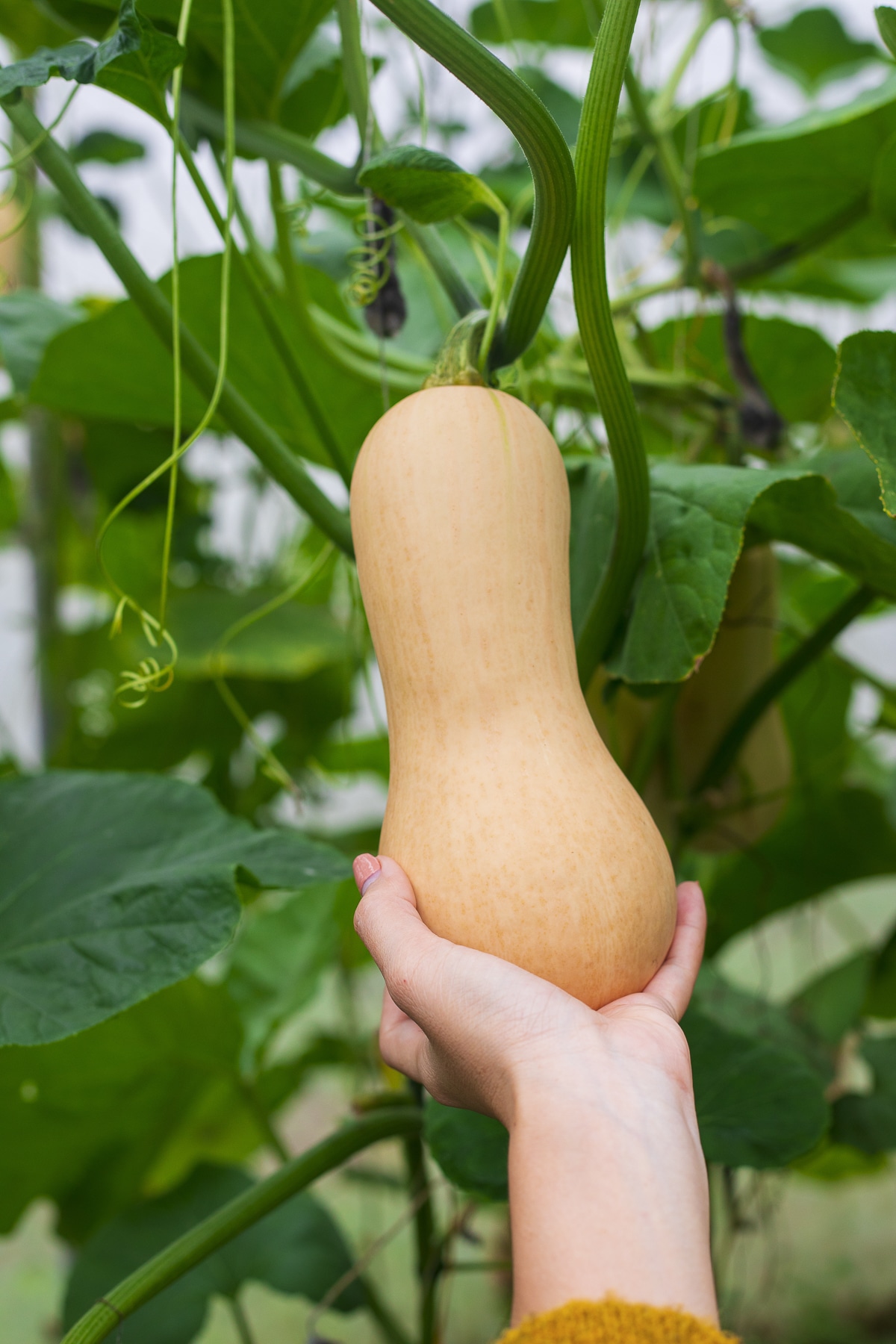 A large butternut squash being picked from the vine.