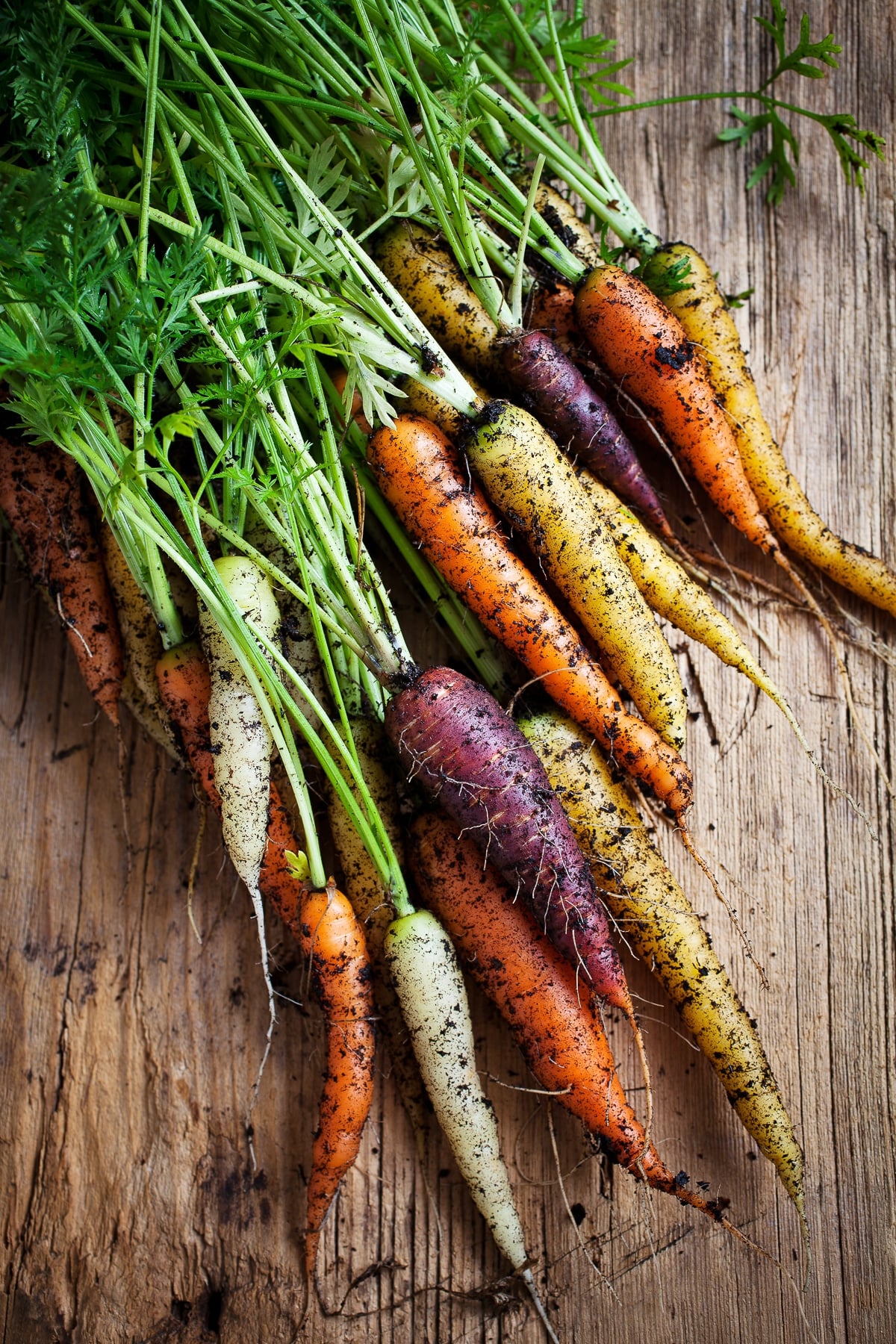 Freshly harvested carrots with soil still clinging to them.