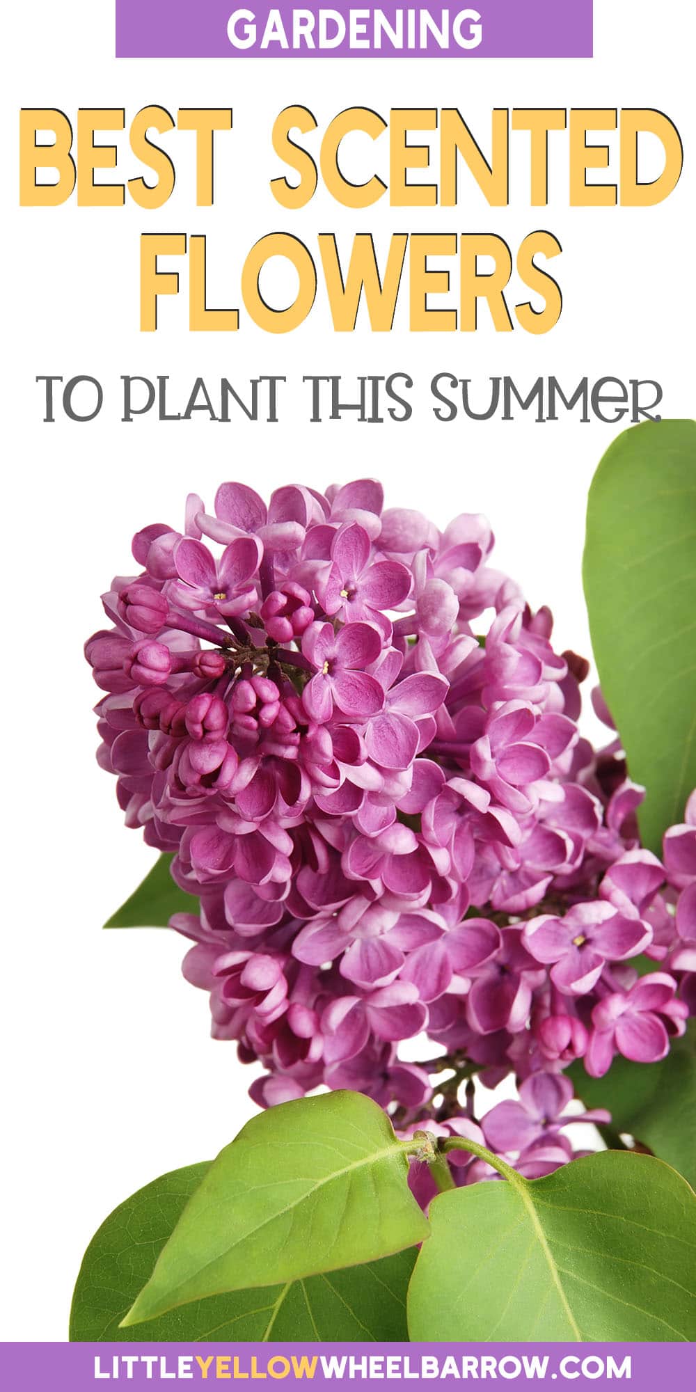 Best Smelling Flowers To Plant In Your Summer Garden