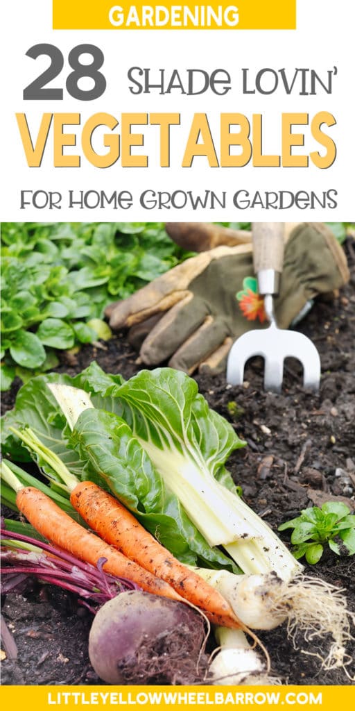 28 Vegetables That Grow In Shade For Gardens Without Sun 28 Vegetables That Grow In Shade For, Garden Vegetables List