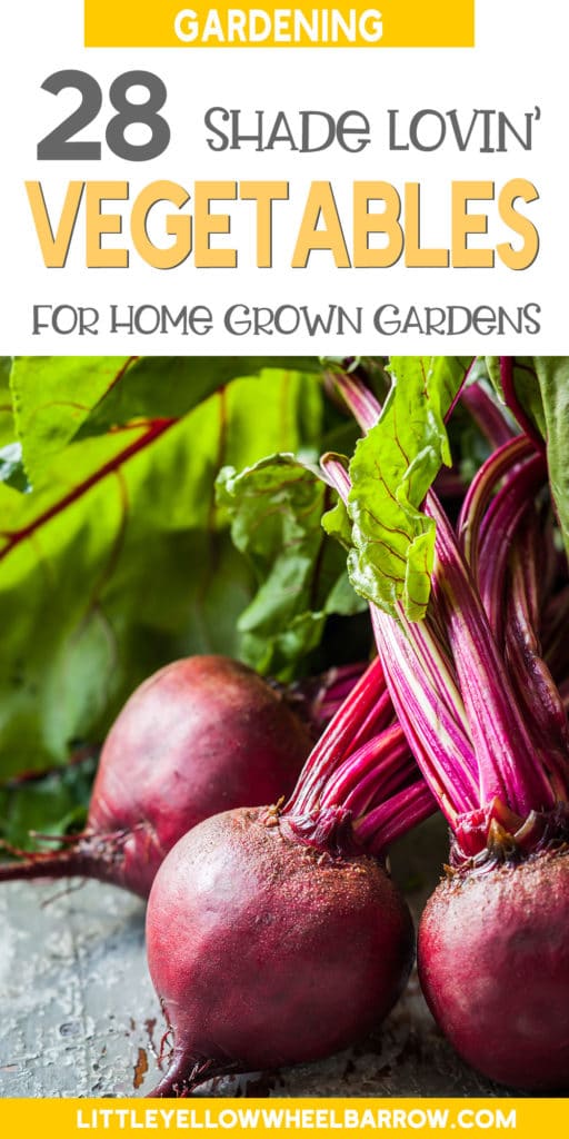 28 Vegetables That Grow in Shade For Gardens Without Full Sun