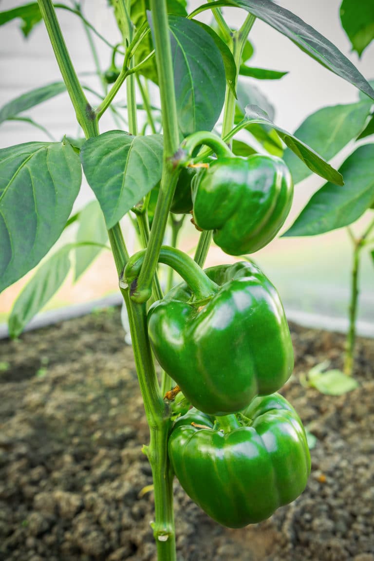 Vegetable Container Gardening 15 Veggies to Grow in Pots