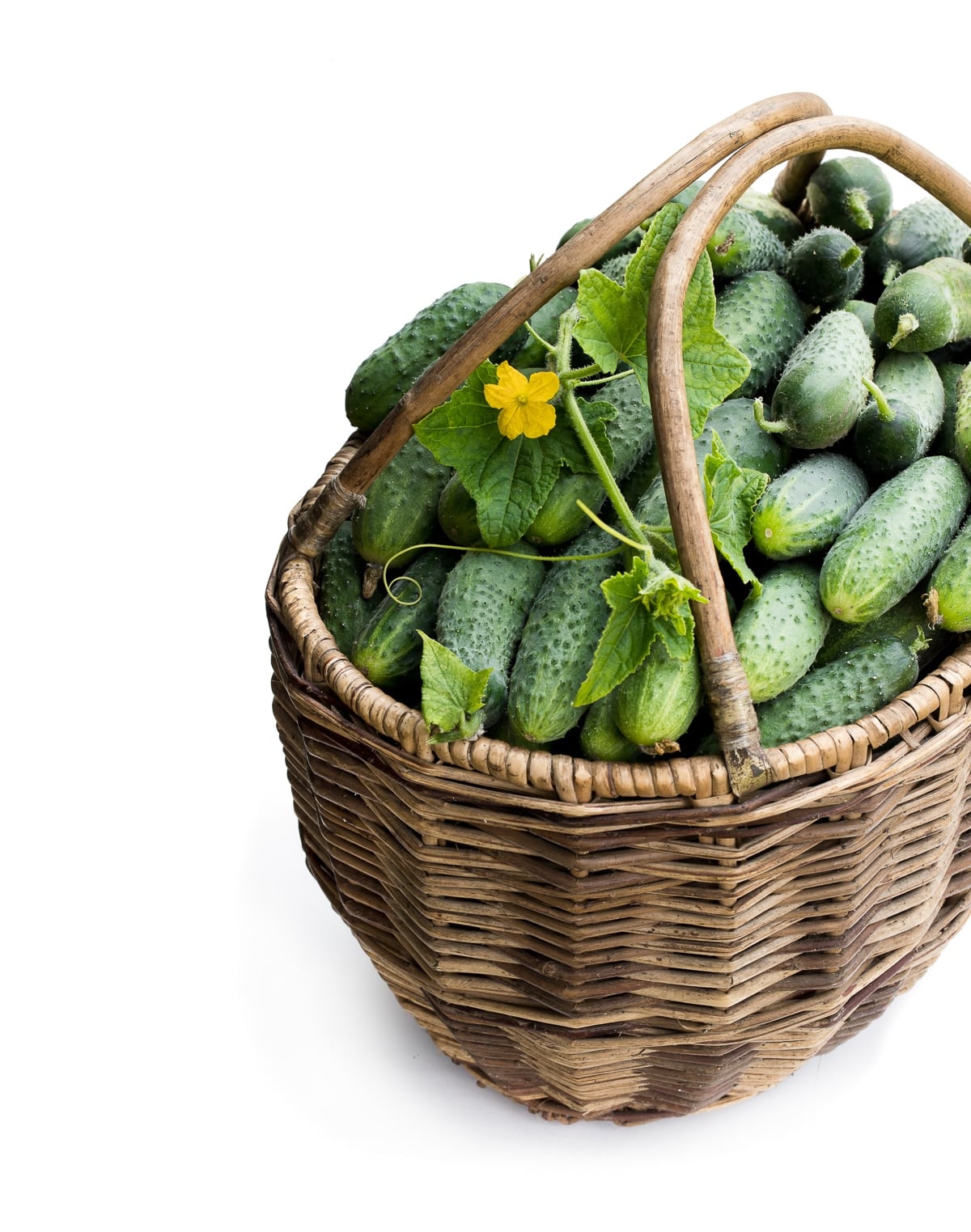 Cucumbers in a harvest basket.