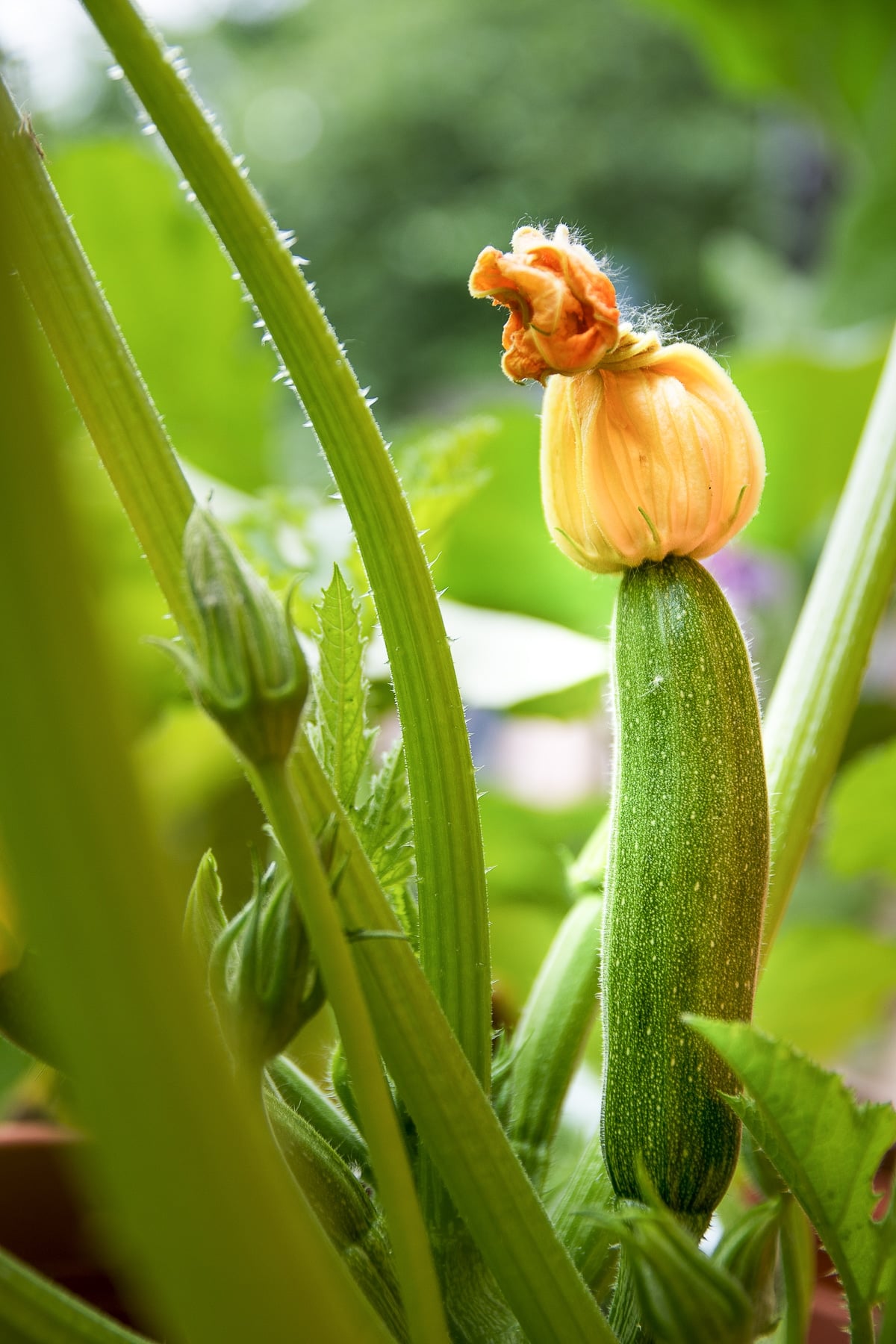 Zucchini growng on the vine.