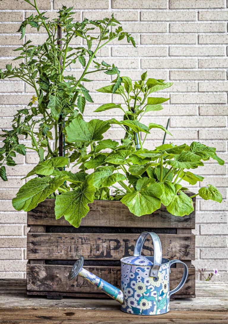 Vegetable Container Gardening 15 Veggies to Grow in Pots