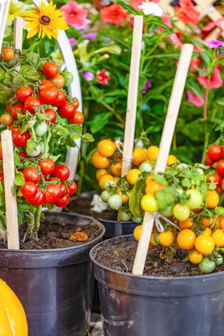 Vegetable Container Gardening: 15 Veggies to Grow in Pots