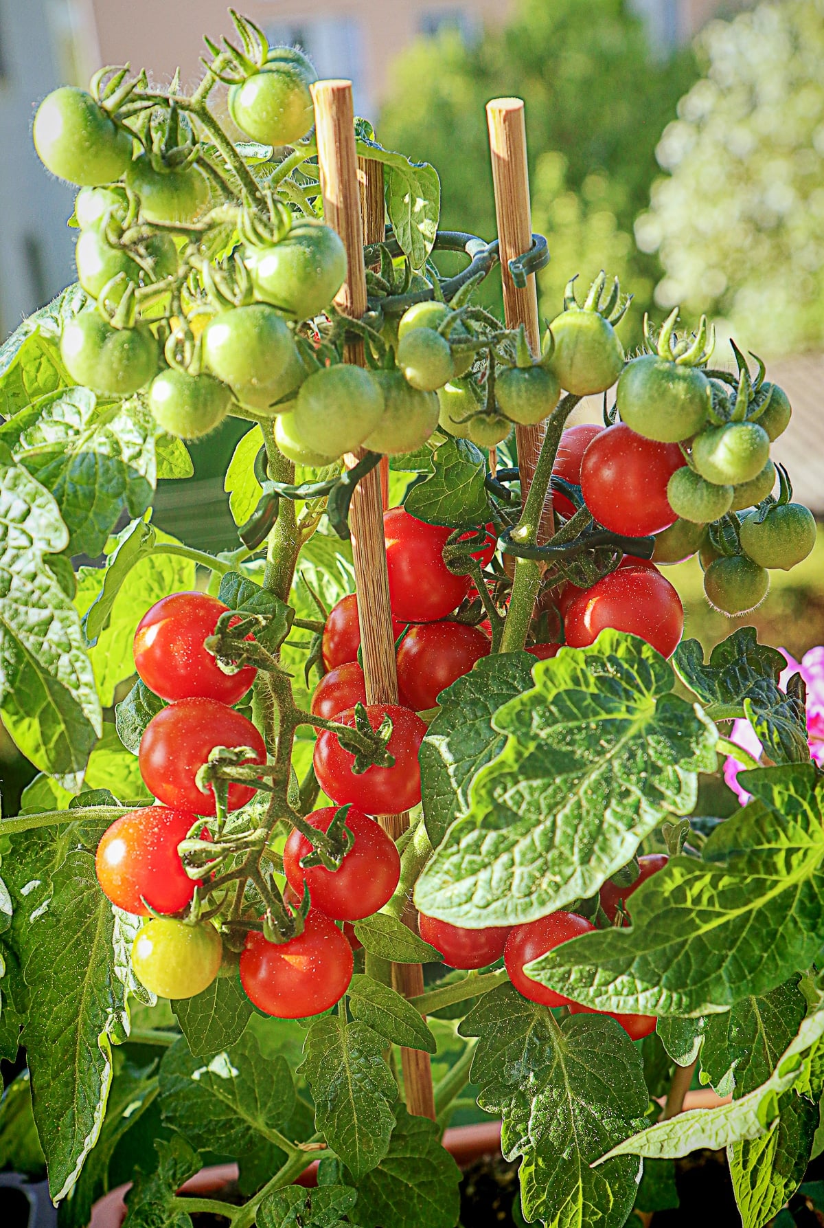 Cherry tomatoes growing in pots.