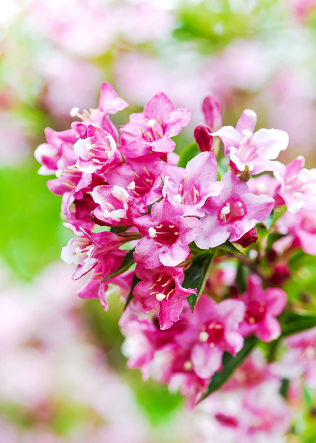 9 Best Flowering Bushes for FrontofHouse Landscaping