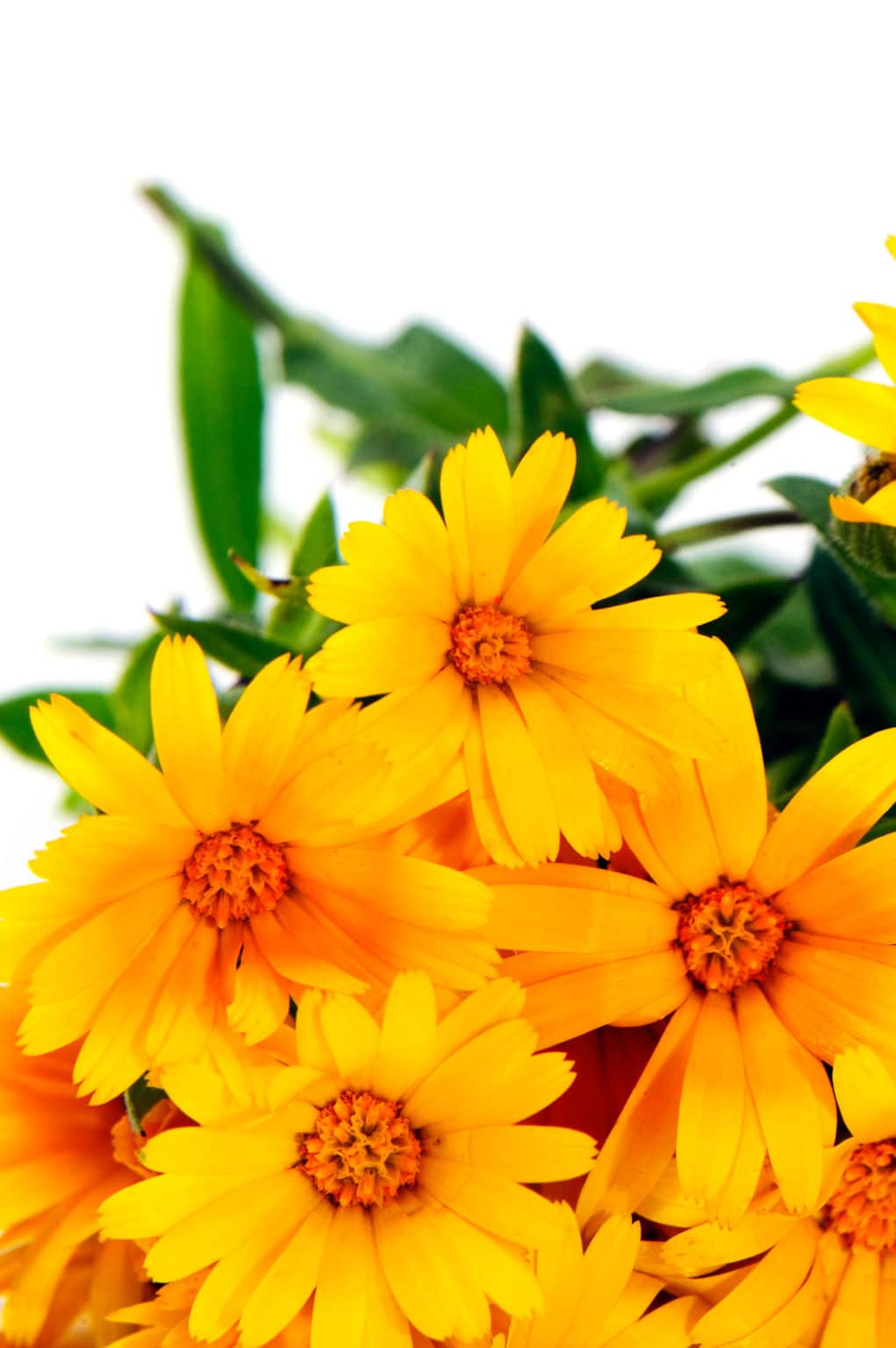 Flowers that Grow in Shade The 14 Best Options