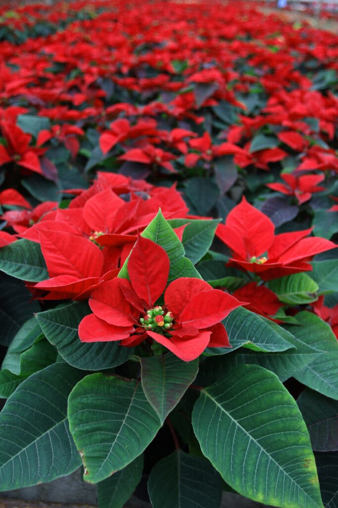 How Long Do Poinsettias Last Poinsettia Care Tips