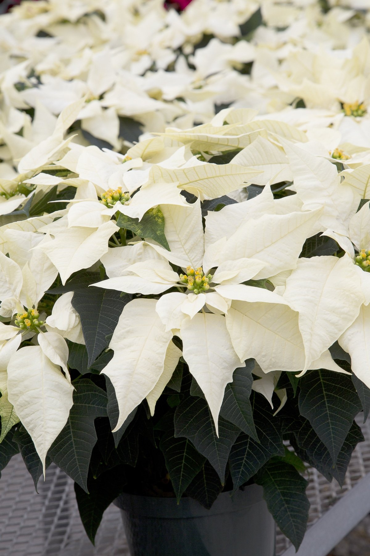 Beautiful snow white poinsettia plants. with deep dark green-black leaves.