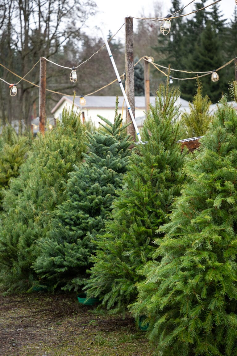 Real Christmas Tree Care 101 How to Care for Live Christmas Trees