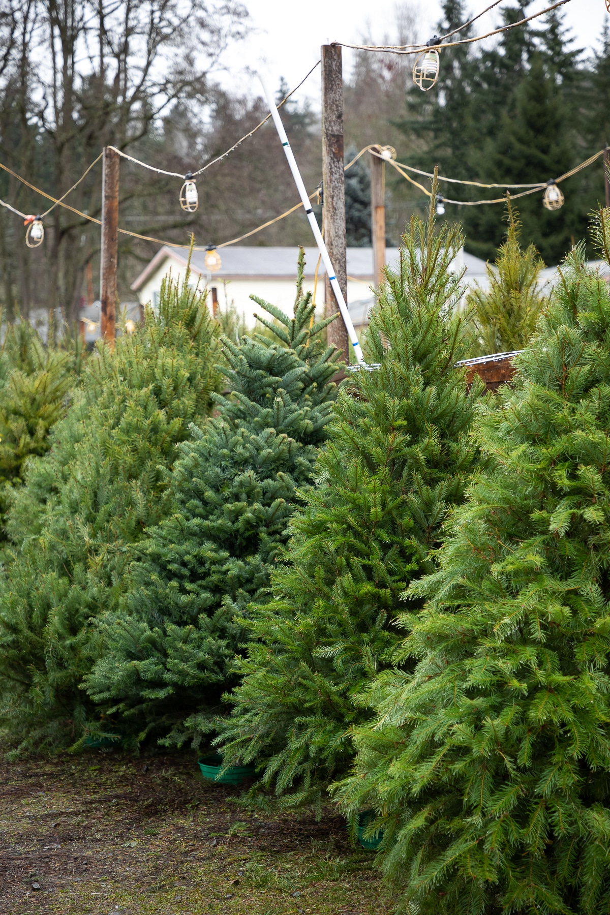 Real Christmas Tree Care Essential Tips for LongLasting Trees
