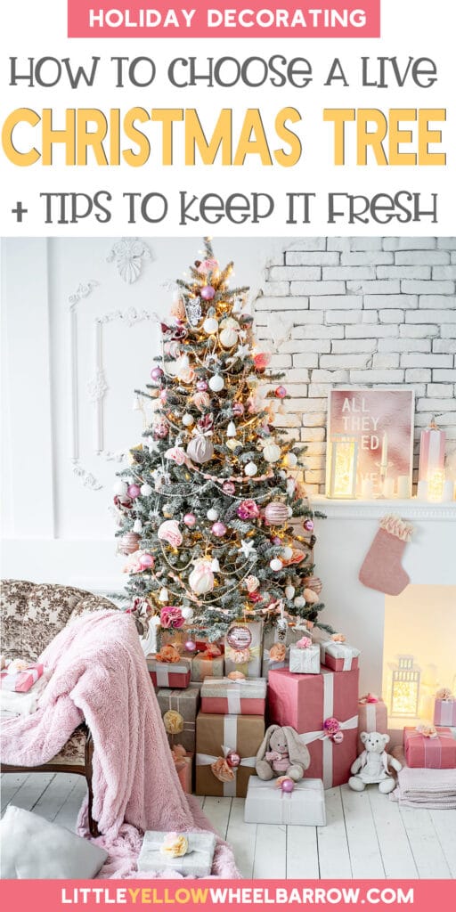 Real Christmas Tree Care 101 How to Care for Live Christmas Trees