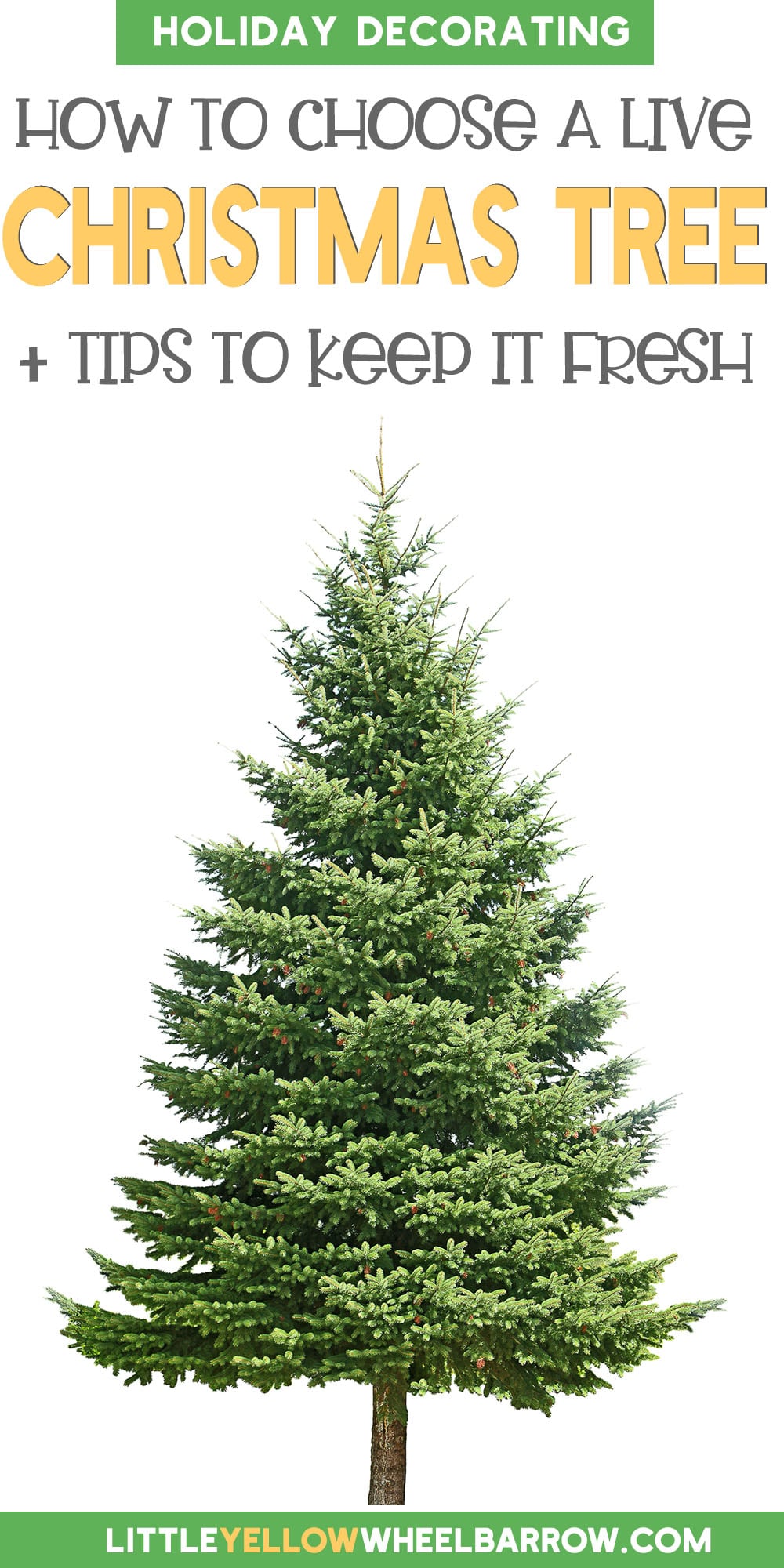 What Christmas Tree Keeps Its Needles The Longest at Alice Snyder blog