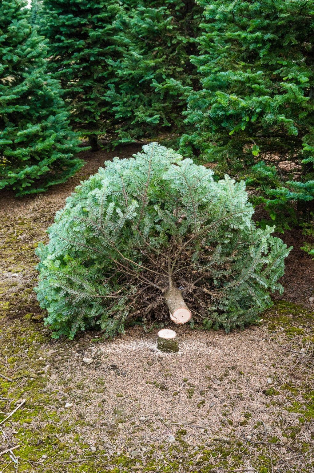 Real Christmas Tree Care 101 How to Care for Live Christmas Trees