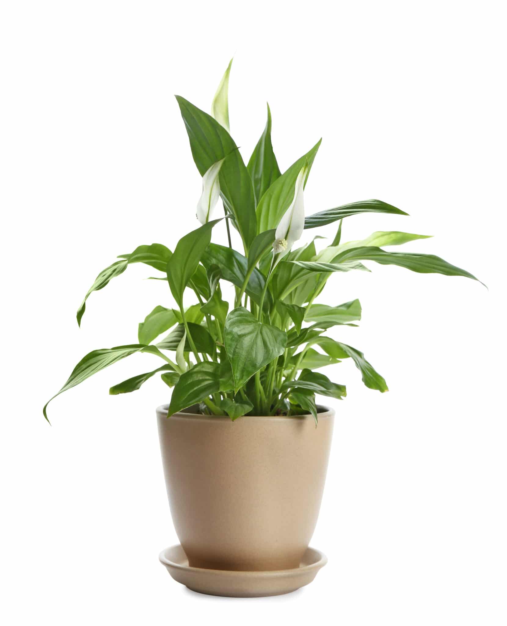A peace lily in a pot with slender white blooms.