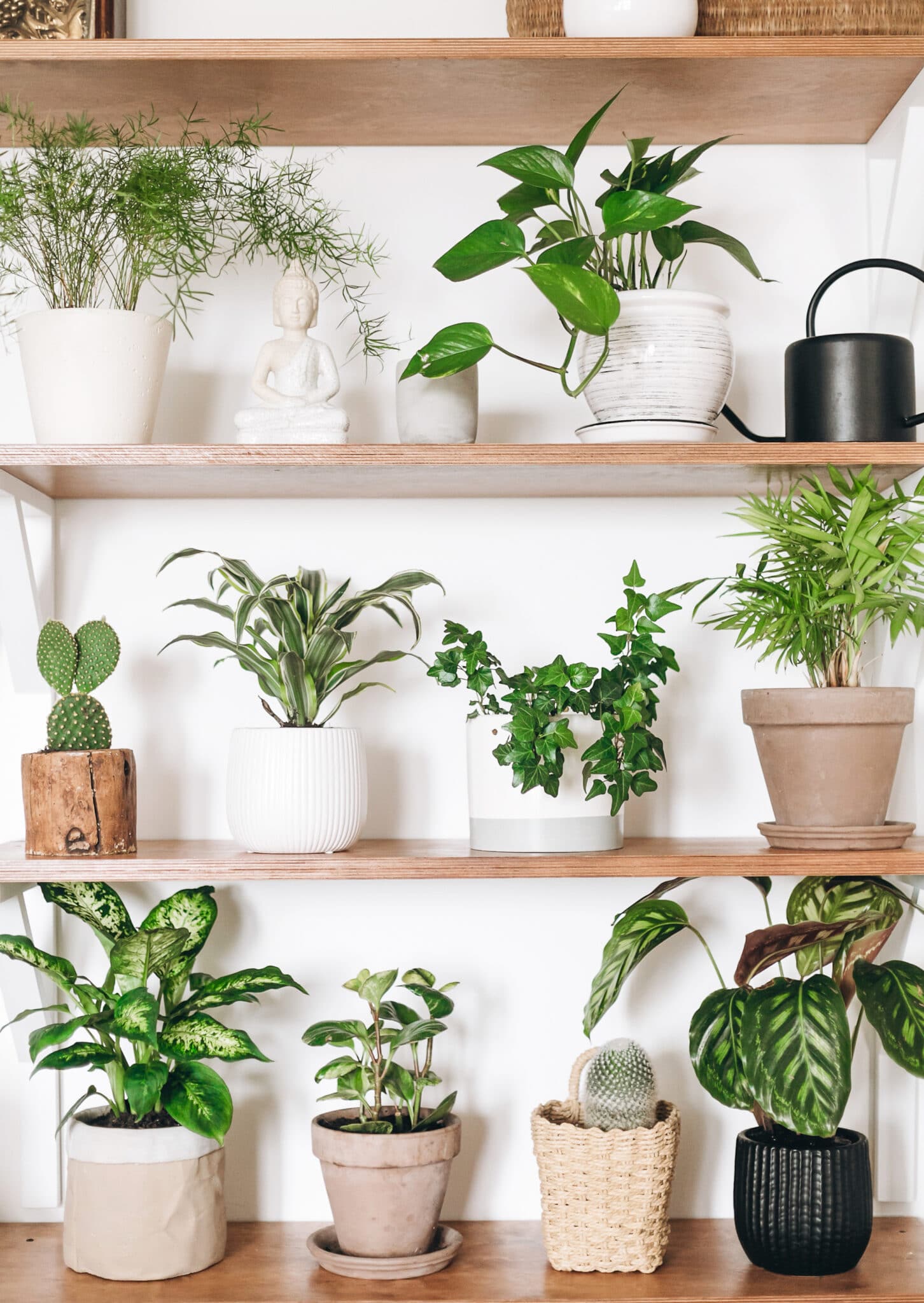 The Ultimate Guide To Best Plants To Grow Indoors