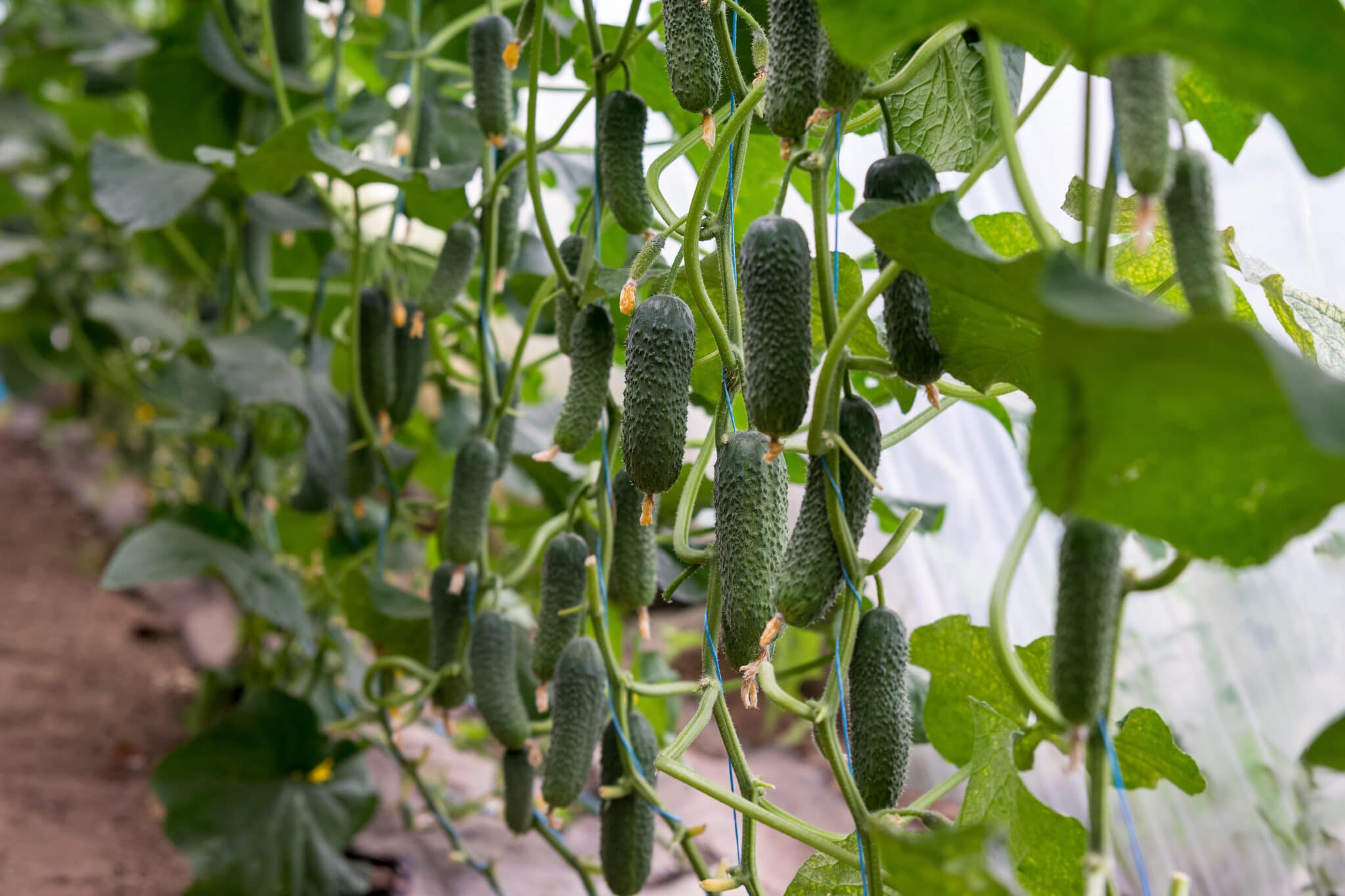Growing Cucumbers How and When To Pick Cucumbers (2023)