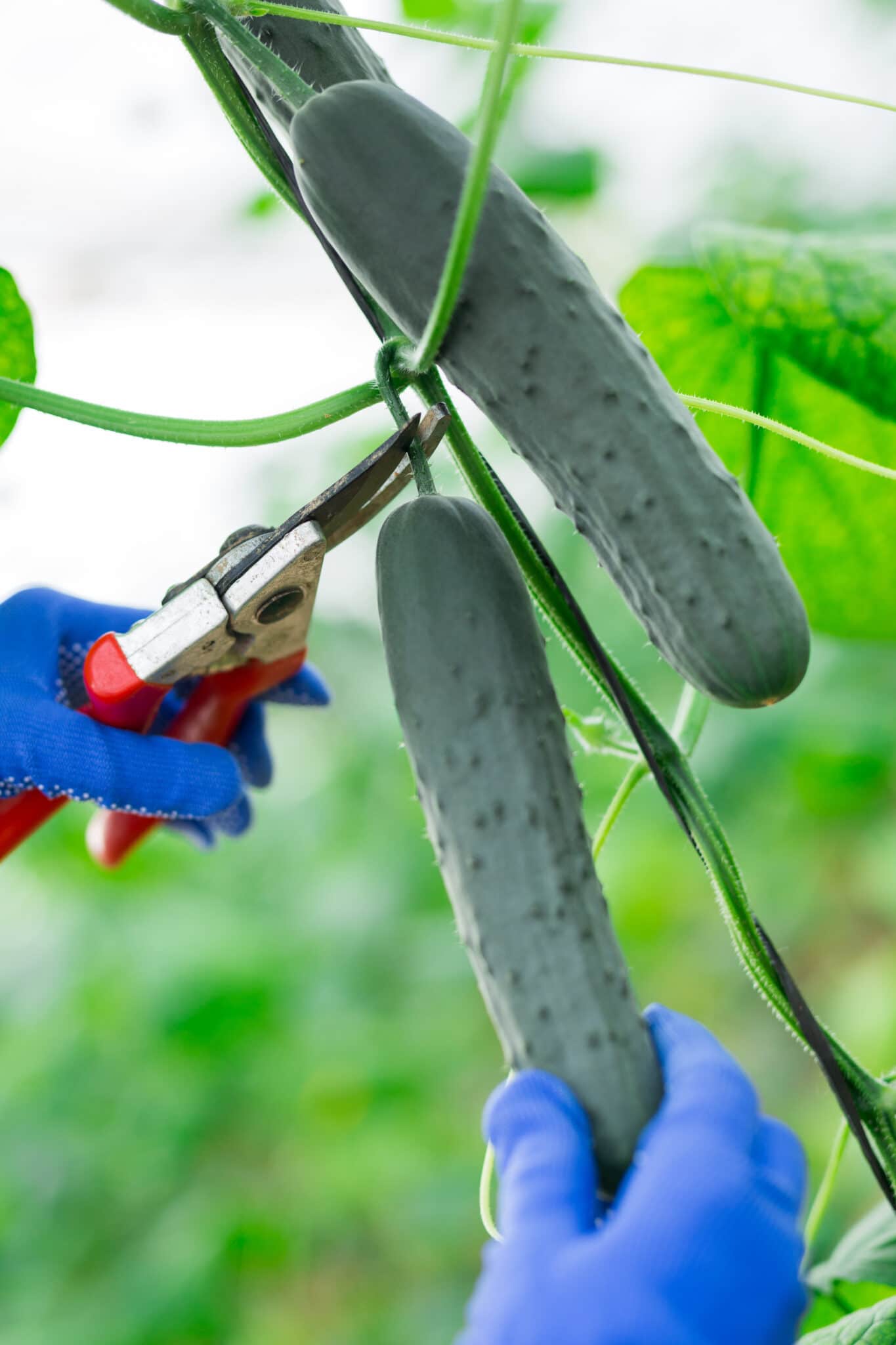A gardener harvesting cucumbers with a pair of shears.