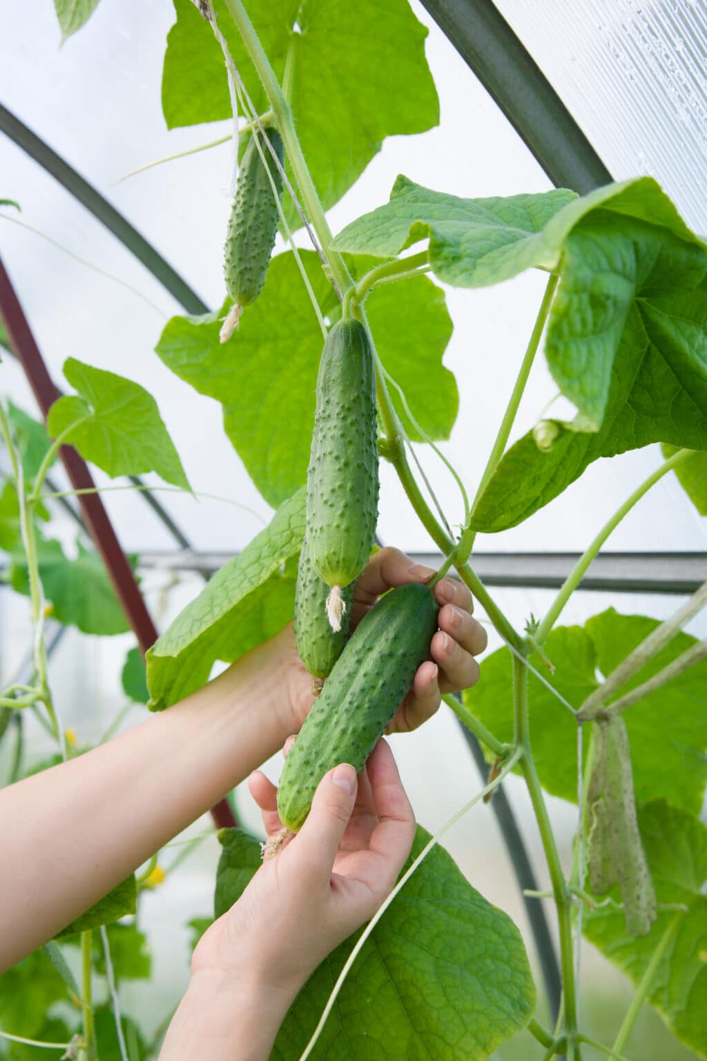 Growing Cucumbers When And How To Harvest Cucumbers