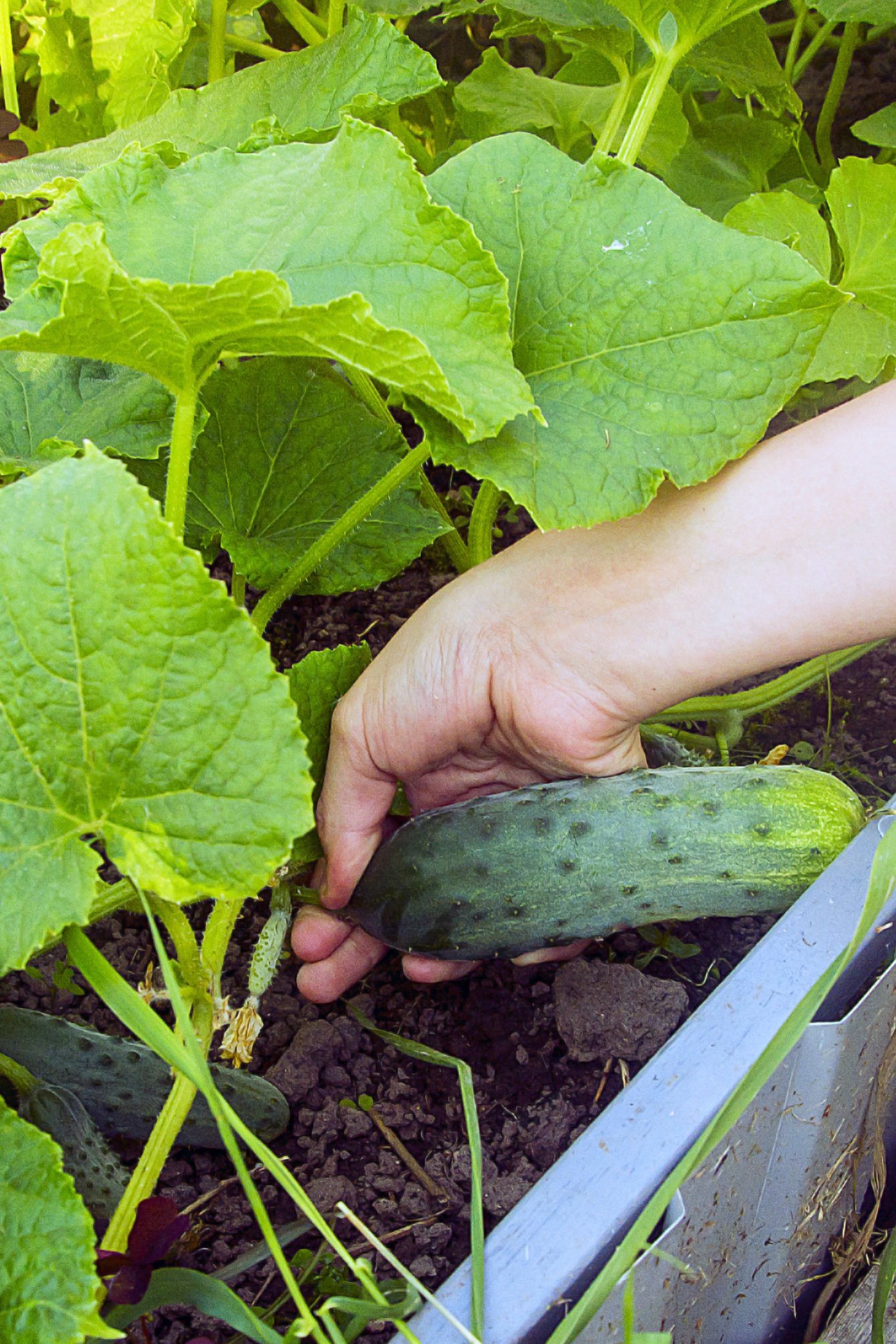 A cucumber being harvested from a bush cucumber plant.