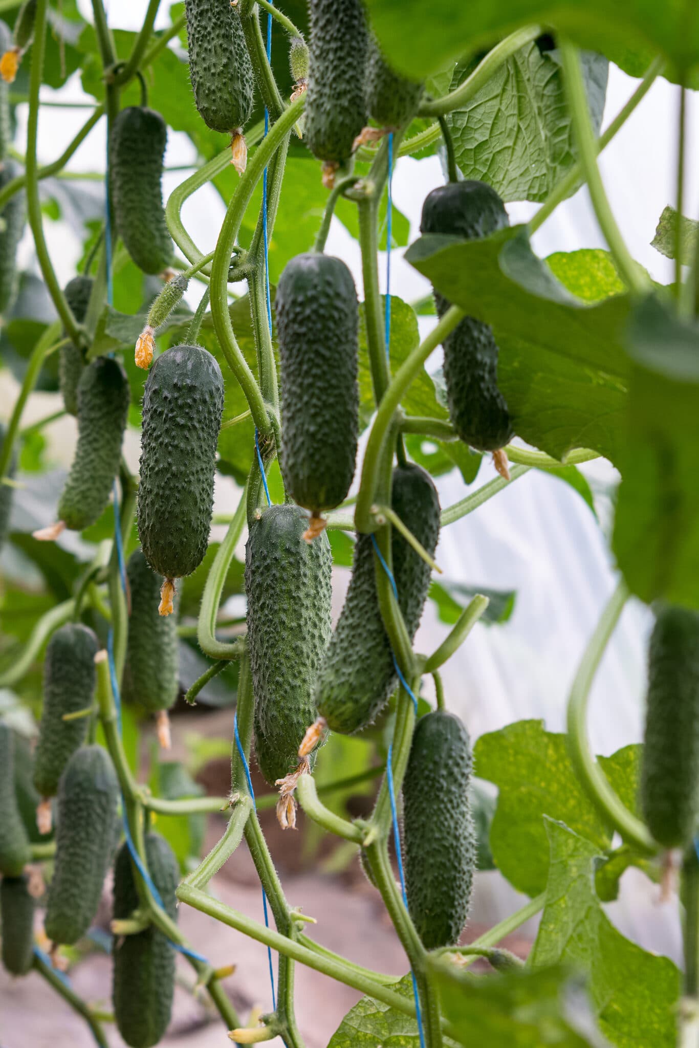 Cucumbers hanging from a vine.