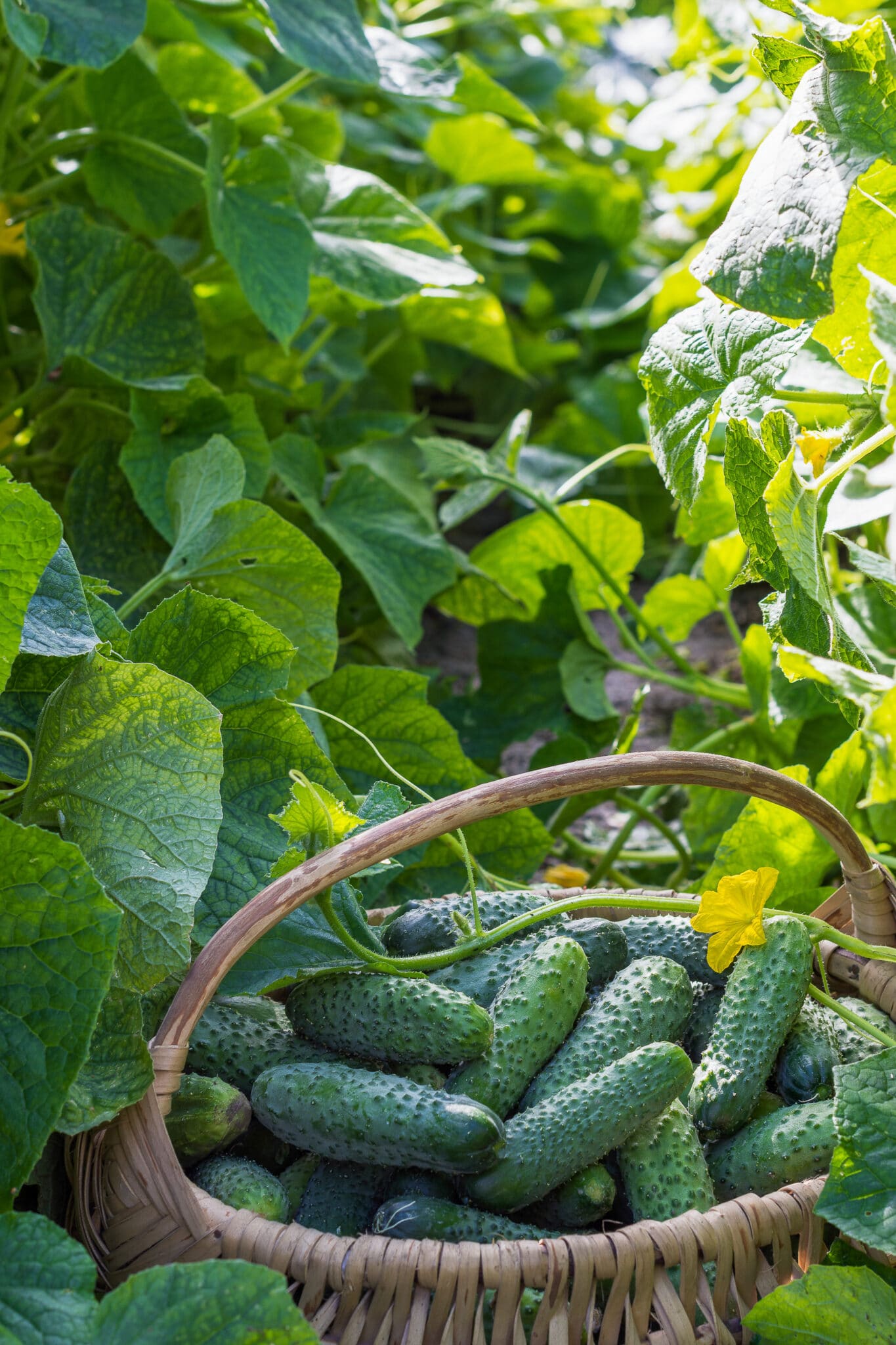 Freshly harvested cucumbers in a basket in the garden.