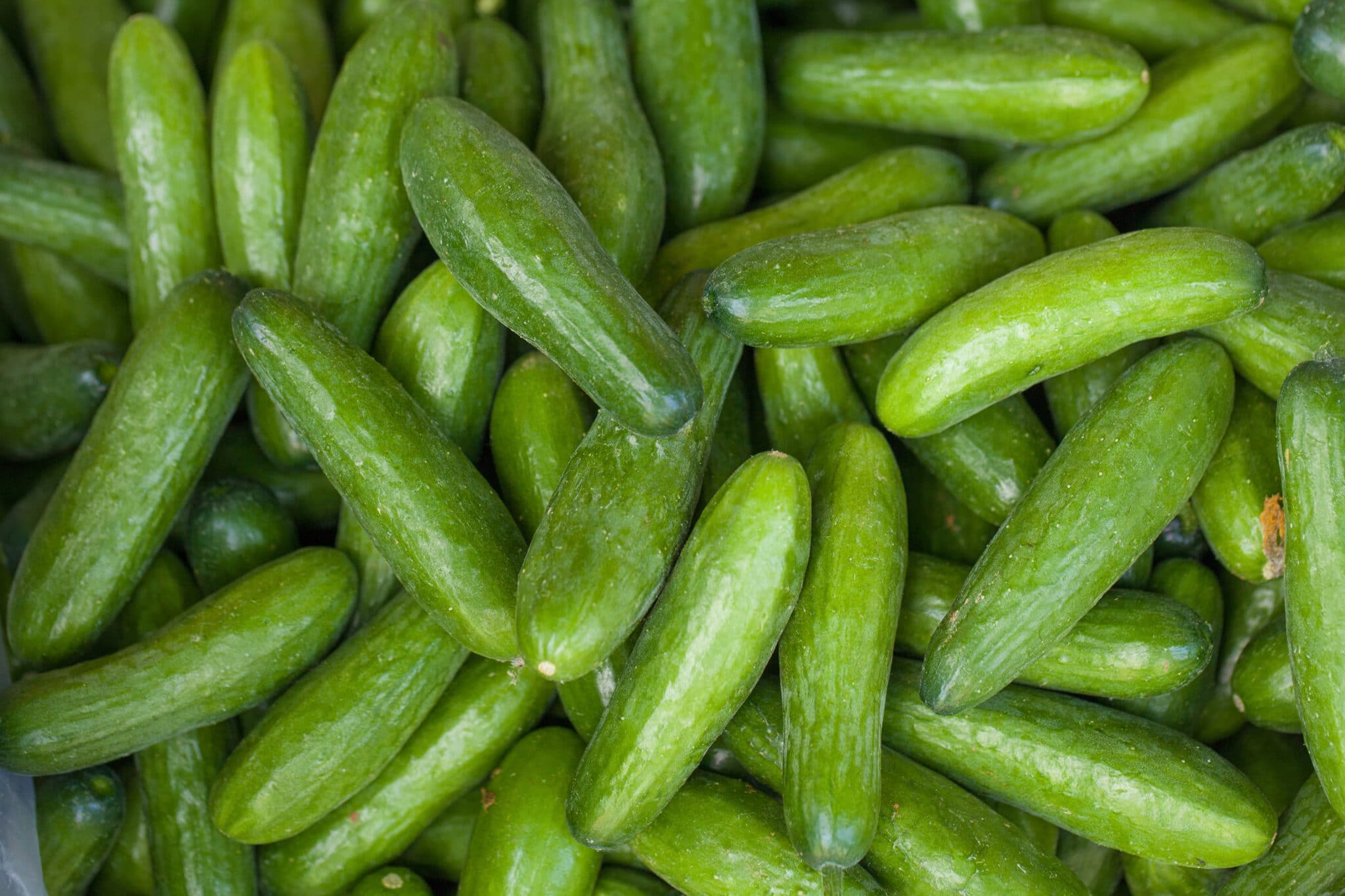 A pile of smooth skinned slicing cucumbers.