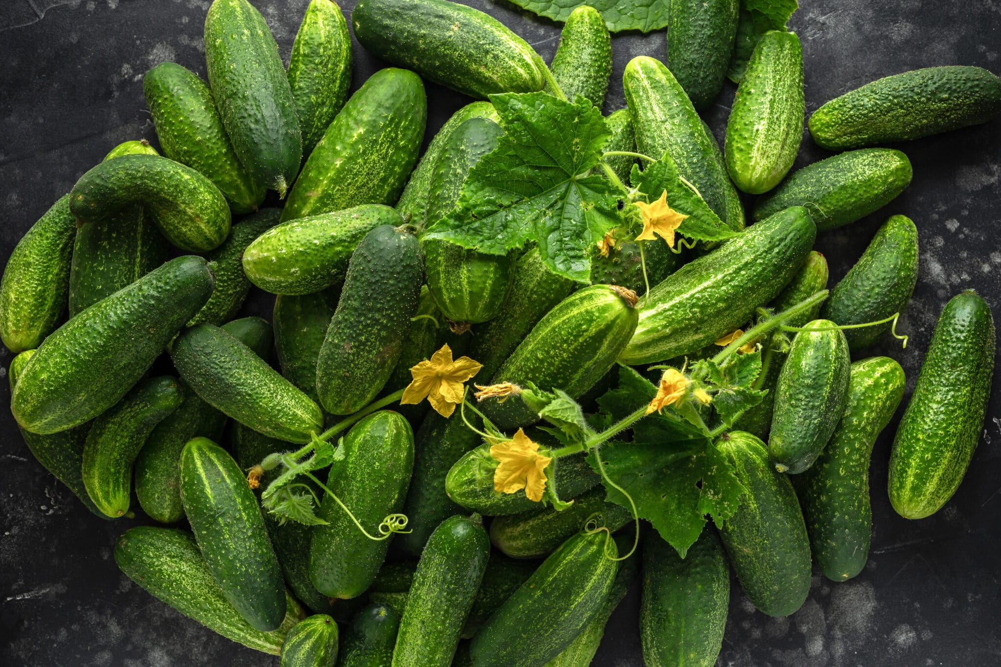 Growing Cucumbers: When And How To Harvest Cucumbers (2022)