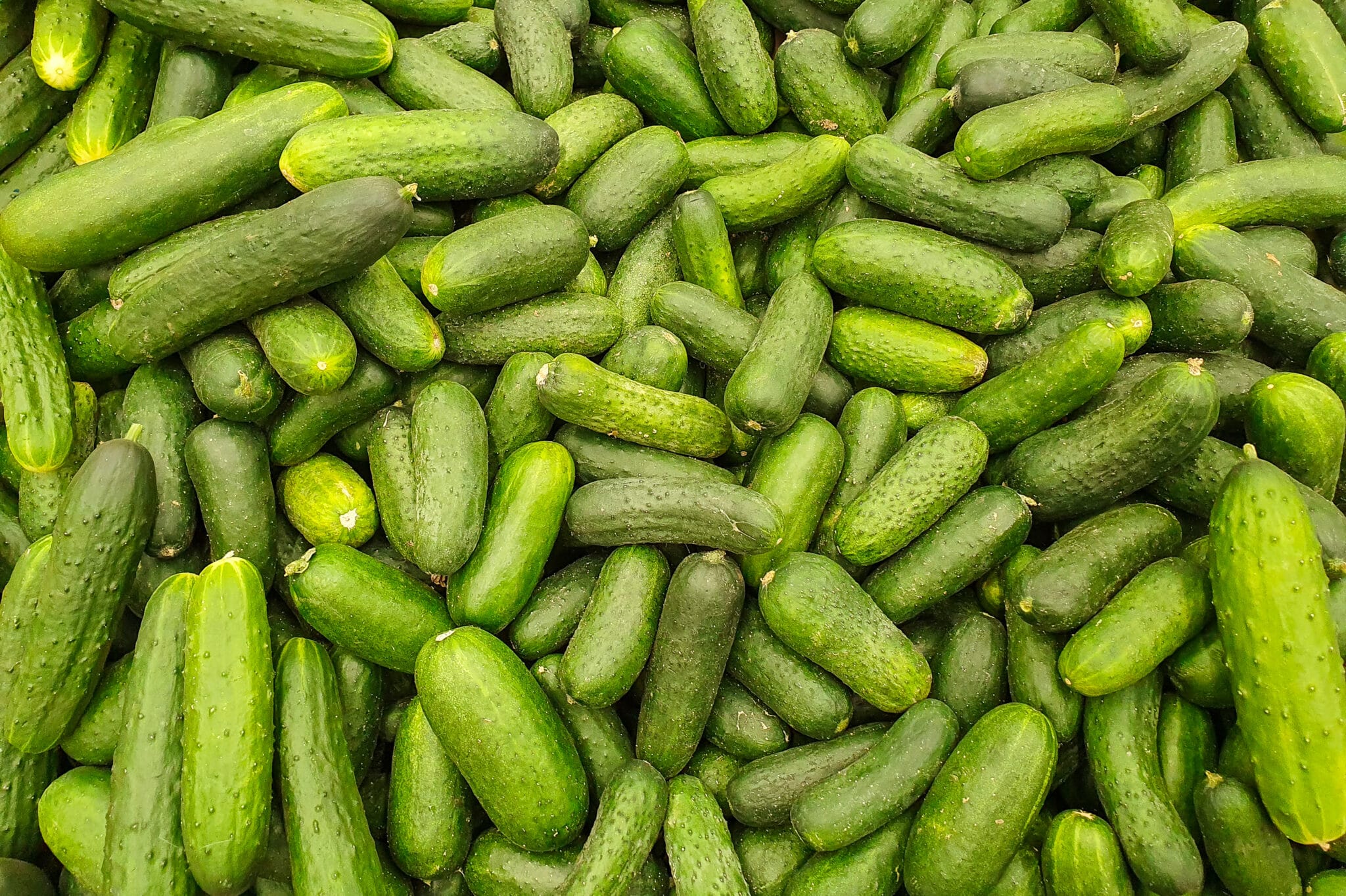 A pile of extra cucumbers.