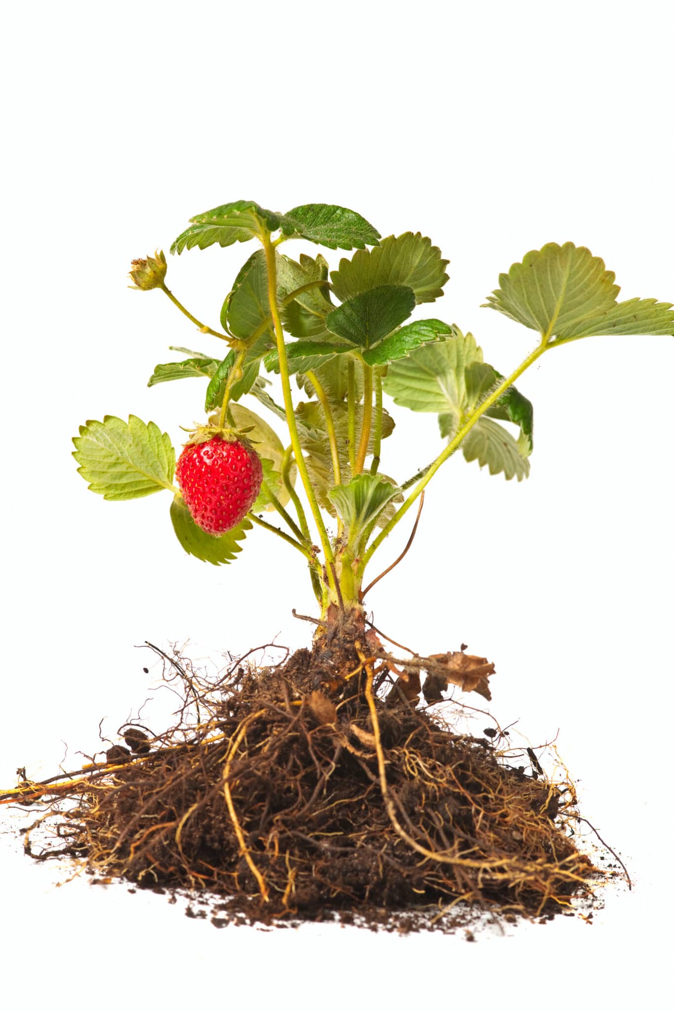 A strawberry plant with roots ready for planting. The plant has one ripe strawberry. The iimage is set against a bright white background.