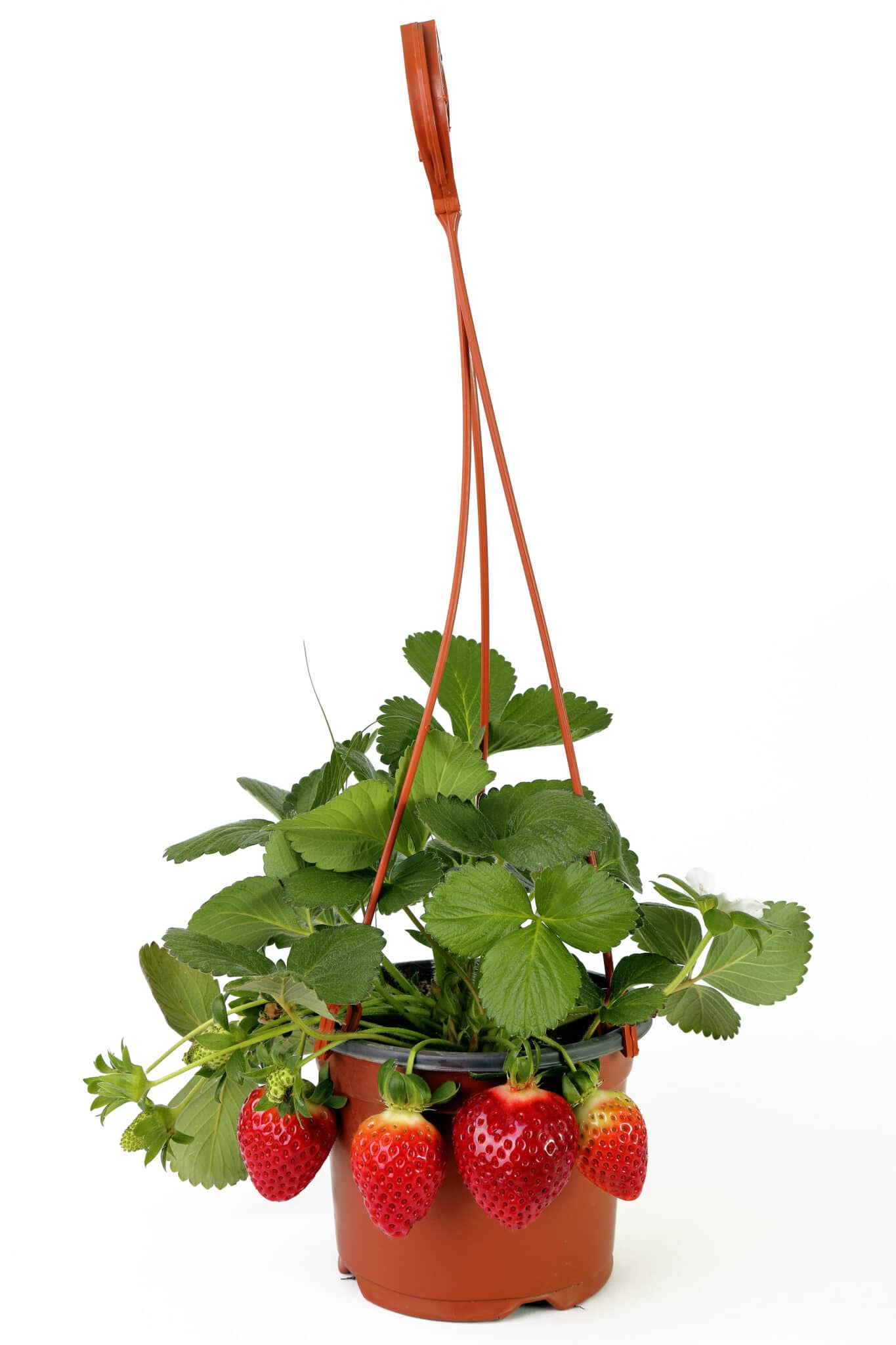 A small hanging basket filled with healthy green strawberry plants. Fresh ripe strawberries are hanging over the side of the planter.